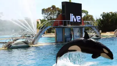 Marineland Antibes orca, orca sexual stimulation, Keijo orca, Wikie orca